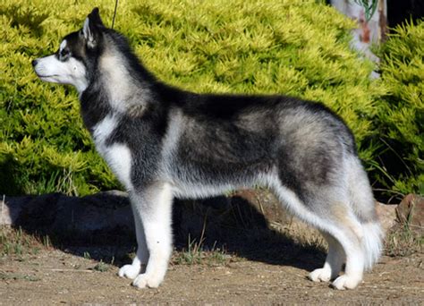 Caracteristicas Del Husky Siberiano Sujeto