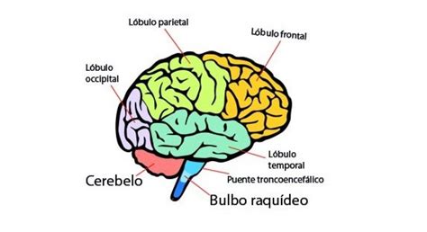 2 características del cerebro