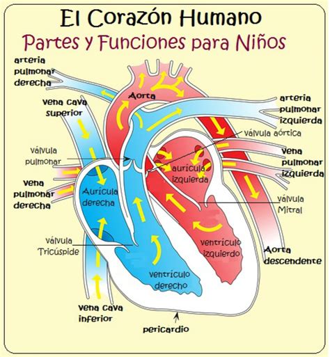 Como Funciona El Corazon