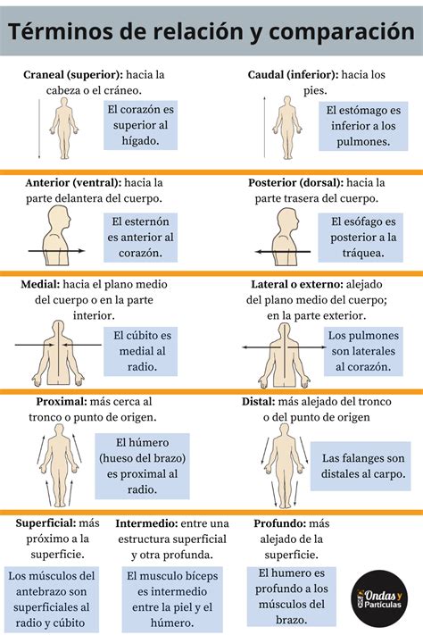 Descripción Y Comparación Entre Los Tipos De Comandos - Sujeto