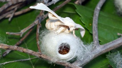 Dónde encontrar gusanos de seda