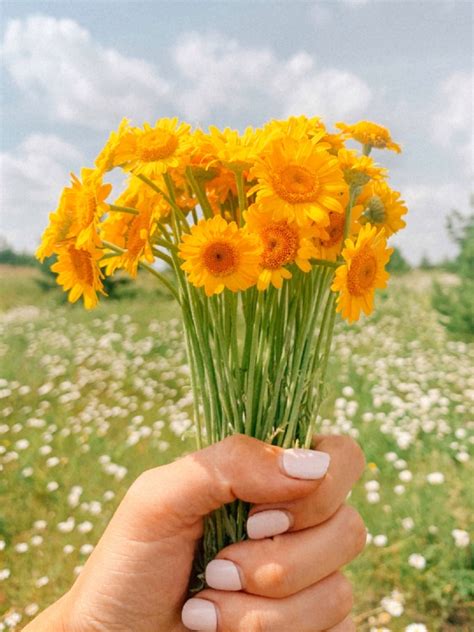 Flores amarillas por qué se regalan