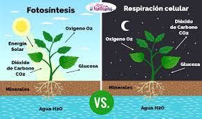 Fotosíntesis por qué es importante