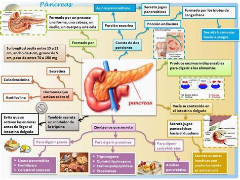 Funcion y caracteristicas del pancreas