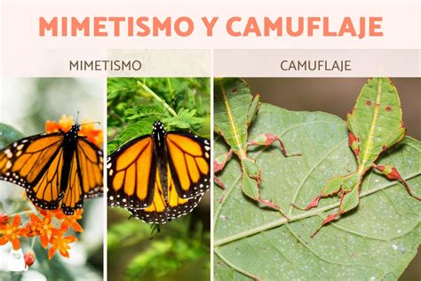 Justifique cuál es la diferencia entre camuflaje y mimetismo
