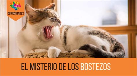 Por qué bostezo mucho