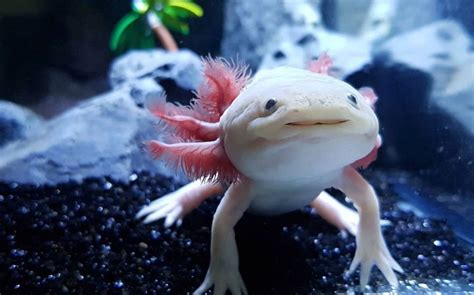 Por qué el ñandú está en peligro de extinción