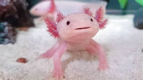 Por qué está en peligro de extinción el ajolote