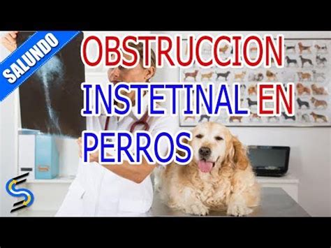 Por que gruñen las tripas