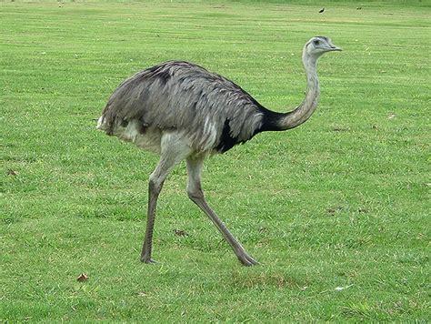 Por qué se llama ñandú