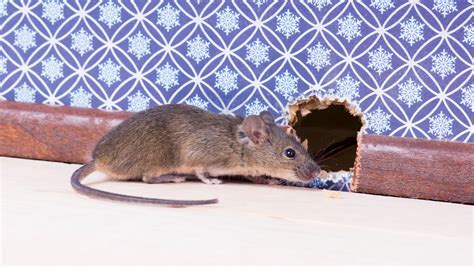 Soluciones para cucarachas