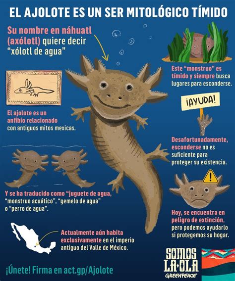 Soluciones para que el ajolote no se extinga