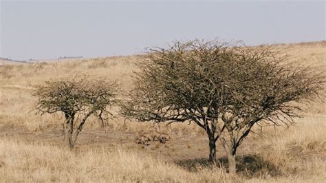 Tus actos afectan a la biodiversidad por qué