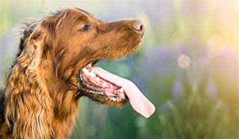 Jadeo en perros por dolor