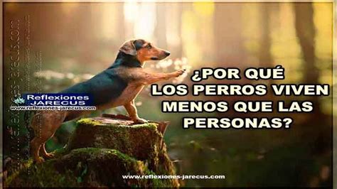por qué los perros viven menos que la gente