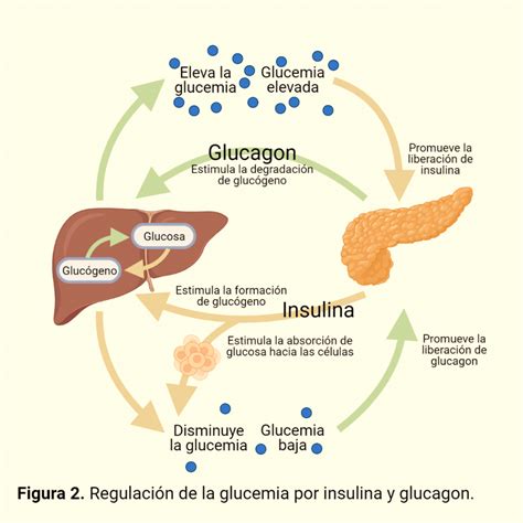 ¿Qué síntomas indican un problema con la insulina?